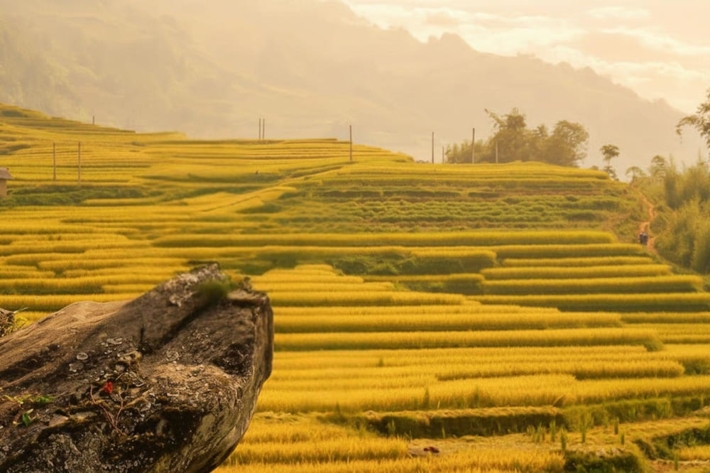 Y Tý vào mùa lúa chín